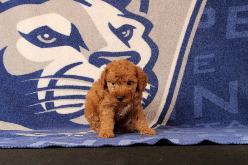 puppy, for, sale, Mini Goldendoodle F1B, Matthew B. Stoltzfus, dog, breeder, Gap, PA, dog-breeder, puppy-for-sale, forsale, nearby, find, puppyfind, locator, puppylocator, aca